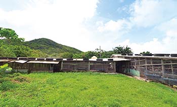 自然豊かなバンナ岳のふもとにある養鶏場