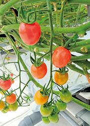 篠山農場のミニトマト